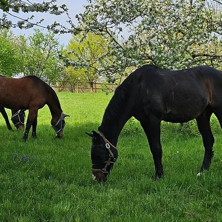 Ferienhaus Häuschen Blaues Pferd *