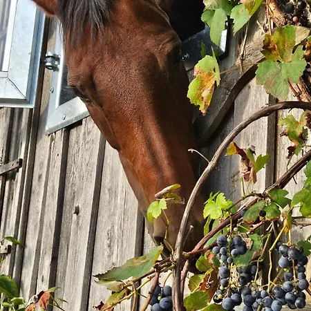 Häuschen Blaues Pferd Ferienhaus *